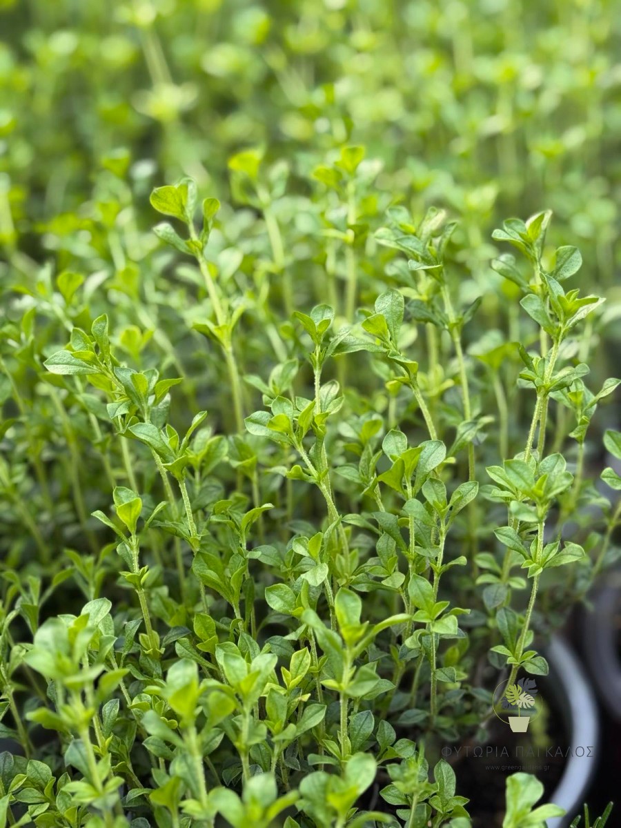 🌿 Θρούμπι (Satureja hortensis) - 2